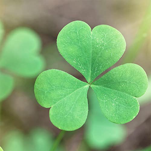 QAUZUY GARDEN 100 Seeds Four Leaf Clover Plant Lucky Glover Seeds Perennial Ornamental Grass for Planting Garden Bonsai Easy to Grow Low-Maintenance