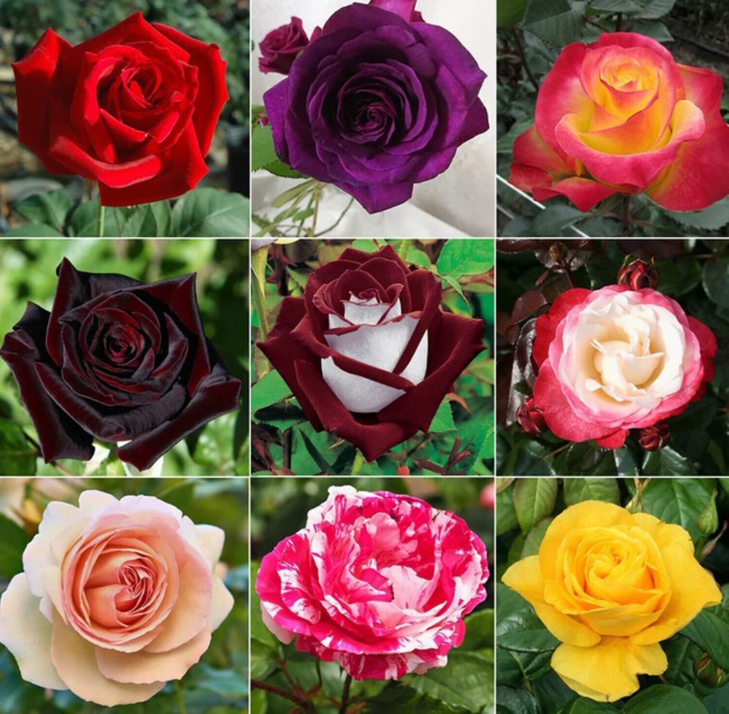 Hybrid Rose Seeds Mixed Color Flower Rare Rose 100 Seeds