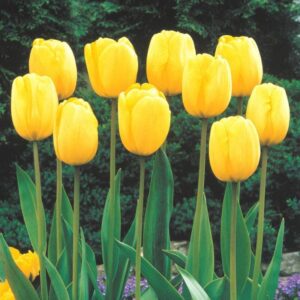 yellow tulip bulb for planting - ships from iowa, usa - stunning pure yellow, vibrant and bright (10 bulbs)