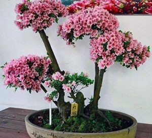 japanese flowering cherry blossom bonsai seeds, sakura bonsai seeds - fresh exotic rare bonsai seeds - (10 seeds)