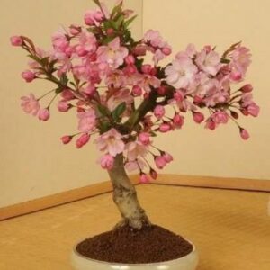 Japanese Flowering Cherry Blossom Bonsai Seeds, Sakura Bonsai Seeds - Fresh Exotic Rare Bonsai Seeds - (10 Seeds)