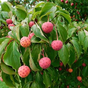 Kousa Dogwood Seeds for Planting - 30 Seeds - Cornus kousa