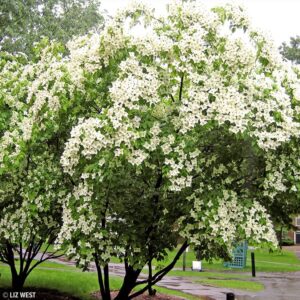 Kousa Dogwood Seeds for Planting - 30 Seeds - Cornus kousa