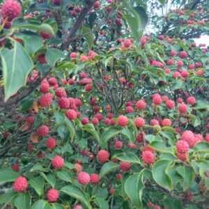 Kousa Dogwood Seeds for Planting - 30 Seeds - Cornus kousa