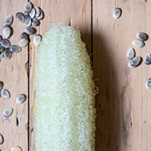 Luffa Sponge Gourd Seeds Vegetable Sponge Smooth Loofah 30 Seeds