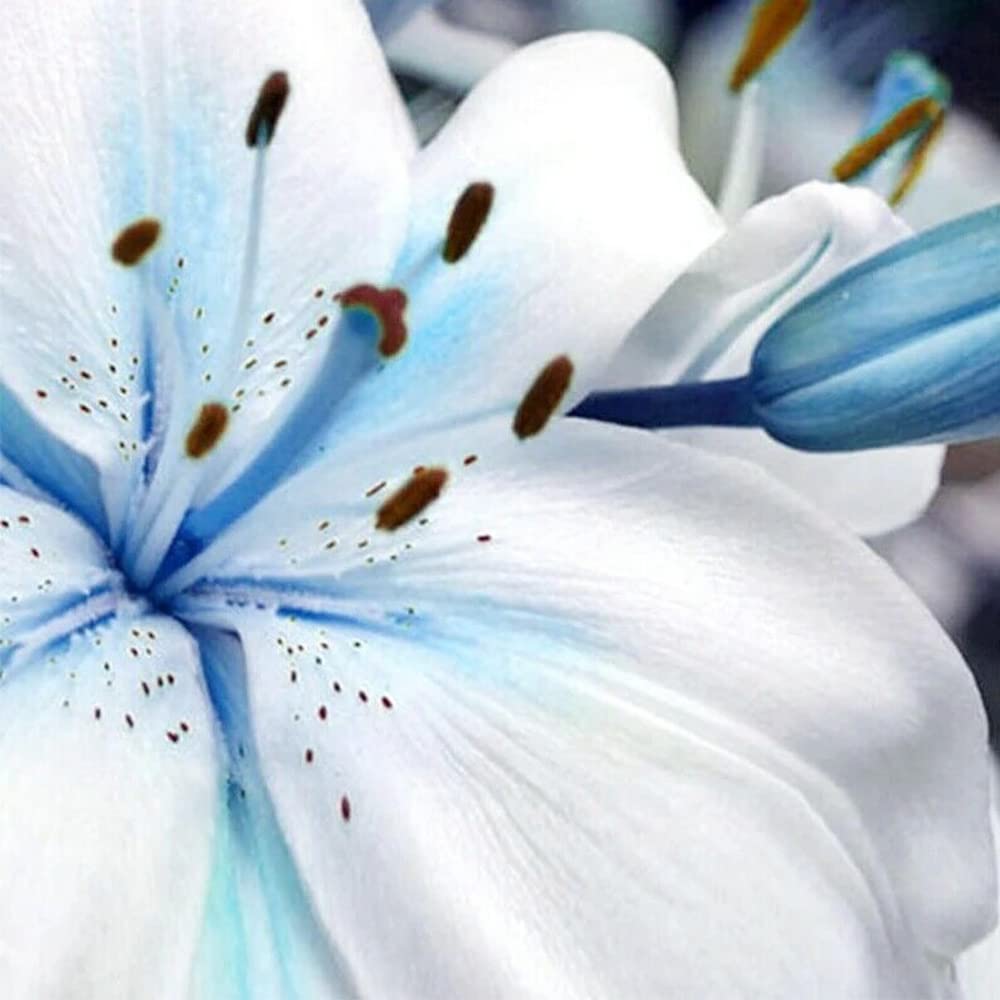 QAUZUY GARDEN 50 Rare Blue Lily Seeds Perennial Lilium Flower Showy Blossoms Home Bonsai Garden Decor Deer Resistant Easy to Grow Attract Pollinators