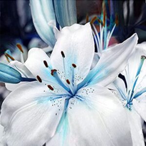 QAUZUY GARDEN 50 Rare Blue Lily Seeds Perennial Lilium Flower Showy Blossoms Home Bonsai Garden Decor Deer Resistant Easy to Grow Attract Pollinators