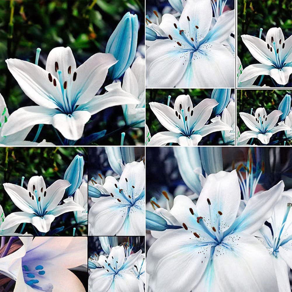 QAUZUY GARDEN 50 Rare Blue Lily Seeds Perennial Lilium Flower Showy Blossoms Home Bonsai Garden Decor Deer Resistant Easy to Grow Attract Pollinators