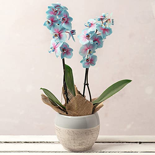 QAUZUY GARDEN Fresh Seeds 25 Blue & Pink Orchids Flowers Seeds Eye-catching Flower for Home Bonsai Garden Decor Easy to Grow Indoor & Outdoor