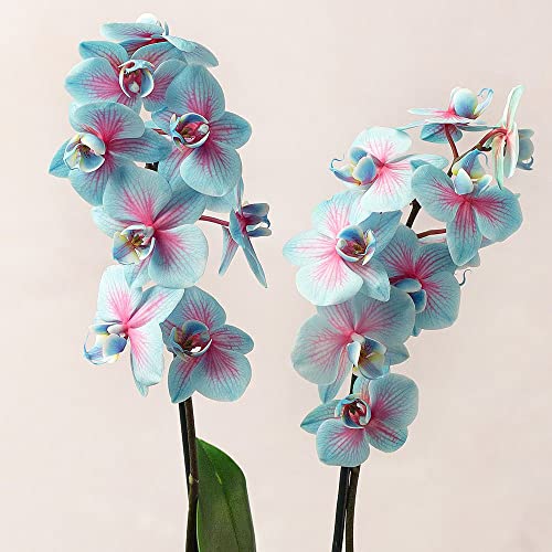 QAUZUY GARDEN Fresh Seeds 25 Blue & Pink Orchids Flowers Seeds Eye-catching Flower for Home Bonsai Garden Decor Easy to Grow Indoor & Outdoor