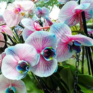 QAUZUY GARDEN Fresh Seeds 25 Blue & Pink Orchids Flowers Seeds Eye-catching Flower for Home Bonsai Garden Decor Easy to Grow Indoor & Outdoor