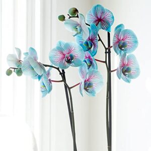 QAUZUY GARDEN Fresh Seeds 25 Blue & Pink Orchids Flowers Seeds Eye-catching Flower for Home Bonsai Garden Decor Easy to Grow Indoor & Outdoor