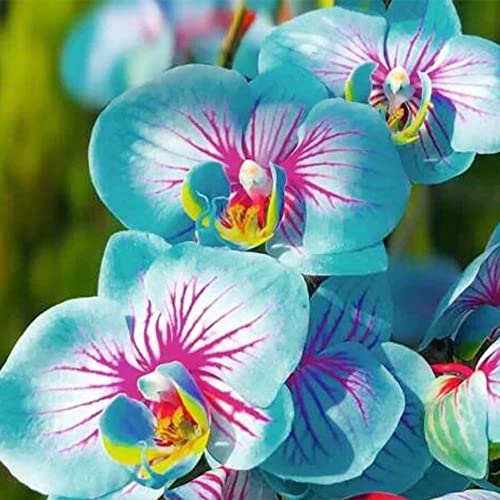 QAUZUY GARDEN Fresh Seeds 25 Blue & Pink Orchids Flowers Seeds Eye-catching Flower for Home Bonsai Garden Decor Easy to Grow Indoor & Outdoor