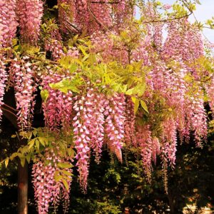 Rare Pink Wisteria Bonsai Tree Seeds, 5 Seeds - Highly Prized Japanese Wisteria Floribunda