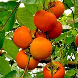 japanese persimmon tree seeds diospyros edible fruit tree 10 seeds