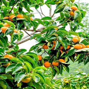 Japanese Persimmon Tree Seeds Diospyros Edible Fruit Tree 10 Seeds