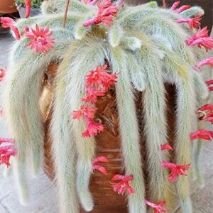 QAUZUY GARDEN 20 Seeds Hildewintera Cleistocactus Colademononis Monkey's Tail Cactus Seeds Exotic Succulent Bonsai Striking Container Hanging Plant Easy to Grow