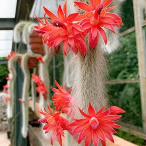 QAUZUY GARDEN 20 Seeds Hildewintera Cleistocactus Colademononis Monkey's Tail Cactus Seeds Exotic Succulent Bonsai Striking Container Hanging Plant Easy to Grow