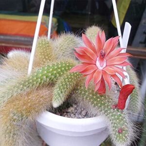 QAUZUY GARDEN 20 Seeds Hildewintera Cleistocactus Colademononis Monkey's Tail Cactus Seeds Exotic Succulent Bonsai Striking Container Hanging Plant Easy to Grow