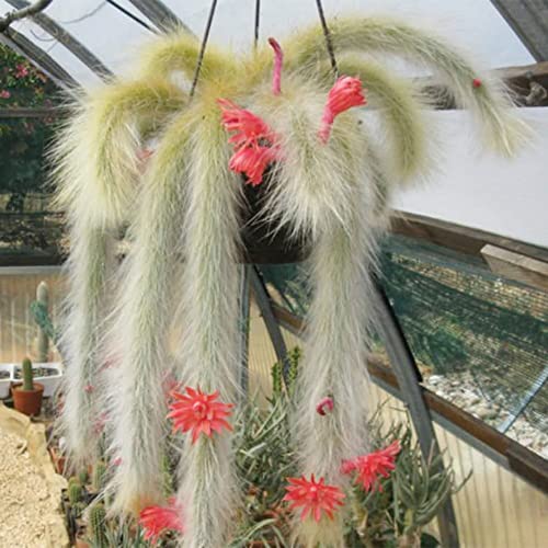 QAUZUY GARDEN 20 Seeds Hildewintera Cleistocactus Colademononis Monkey's Tail Cactus Seeds Exotic Succulent Bonsai Striking Container Hanging Plant Easy to Grow