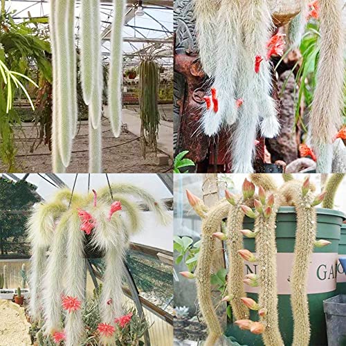 QAUZUY GARDEN 20 Seeds Hildewintera Cleistocactus Colademononis Monkey's Tail Cactus Seeds Exotic Succulent Bonsai Striking Container Hanging Plant Easy to Grow