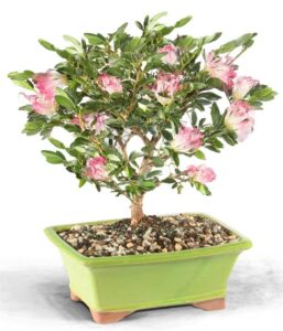 from you flowers - powder puff indoor potted bonsai for birthday, anniversary, get well, congratulations, thank you