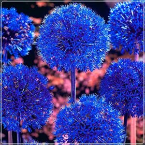 blue allium bulbs for planting - allium "azureum" caeruleum (10 bulbs)