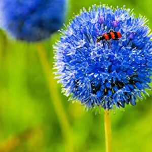 Blue Allium Bulbs for Planting - Allium "Azureum" Caeruleum (10 Bulbs)