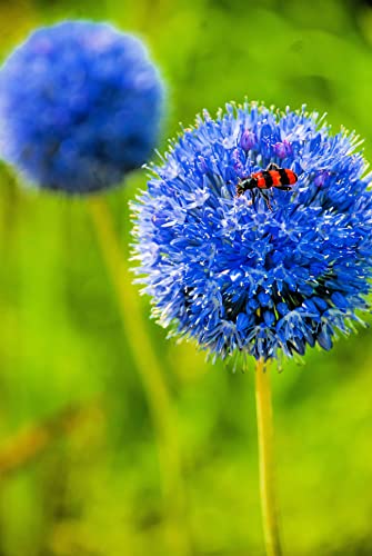 Blue Allium Bulbs for Planting - Allium "Azureum" Caeruleum (10 Bulbs)