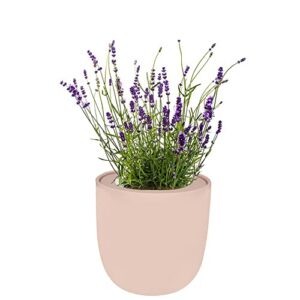 environet hydroponic herb growing kit, self-watering kitchen herb garden starter kit with organic seeds (lavender)