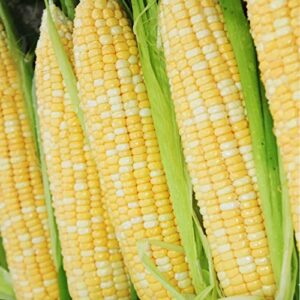 200 pcs "peaches and cream" bi-color sweet corn seeds, non gmo & heirloom seeds, peaches & cream zea mays seeds