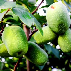 100 pcs paw paw tree seeds for planting, exotic pawpaw tree seeds