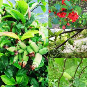 100 Pcs Paw Paw Tree Seeds for Planting, Exotic Pawpaw Tree Seeds