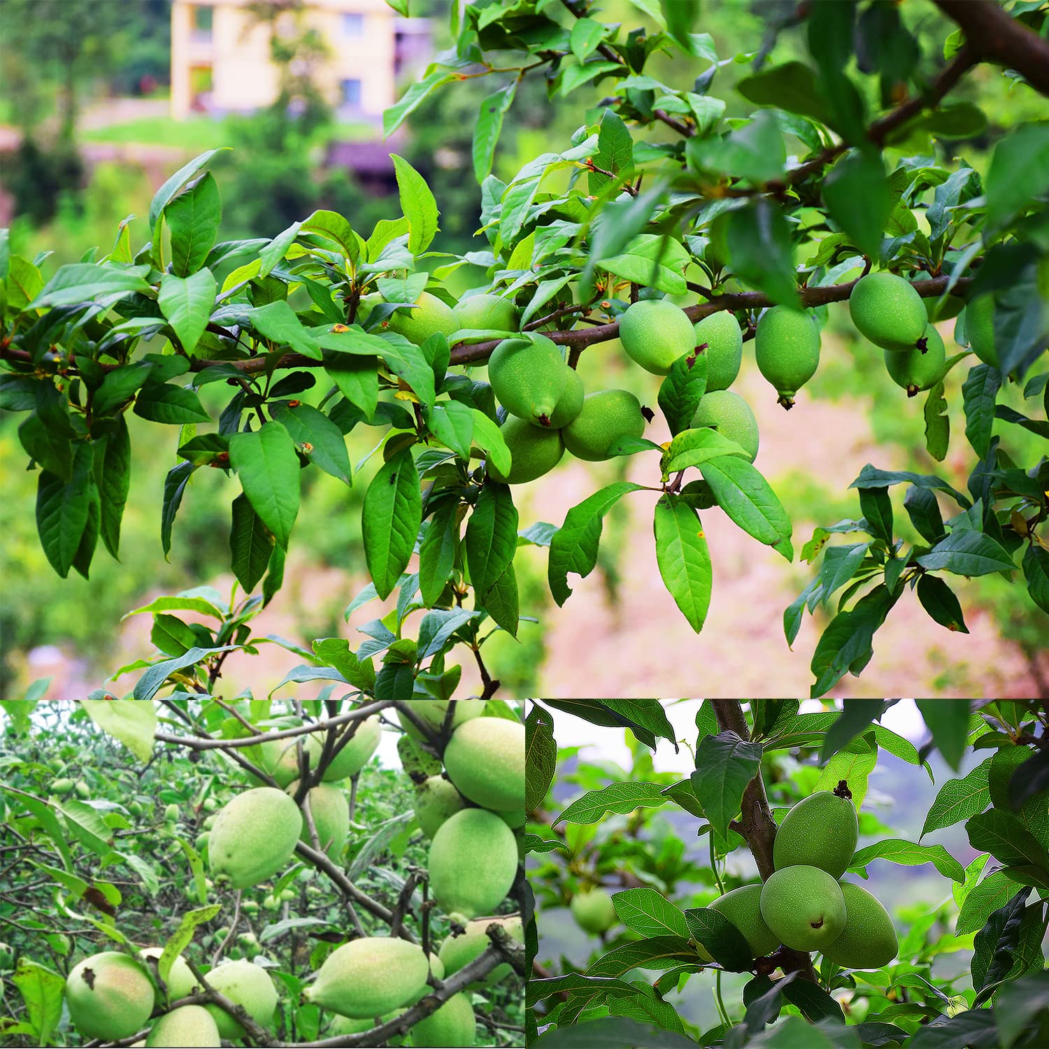 100 Pcs Paw Paw Tree Seeds for Planting, Exotic Pawpaw Tree Seeds