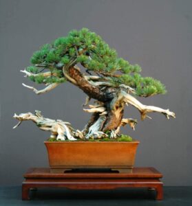 30 dwarf mugo pine bonsai tree seeds - pinus mugo pumilio