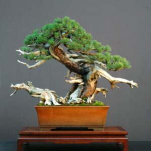 30 Dwarf Mugo Pine Bonsai Tree Seeds - Pinus mugo pumilio