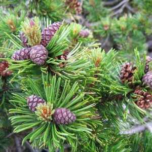 30 Dwarf Mugo Pine Bonsai Tree Seeds - Pinus mugo pumilio