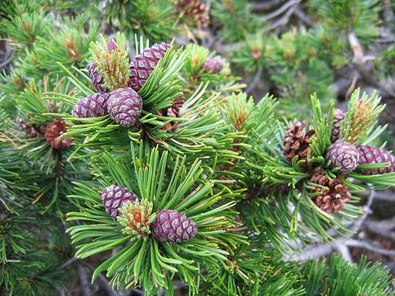 30 Dwarf Mugo Pine Bonsai Tree Seeds - Pinus mugo pumilio