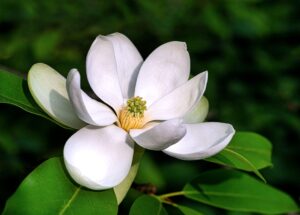 20 sweetbay magnolia tree seeds for planting - magnolia virginiana northern