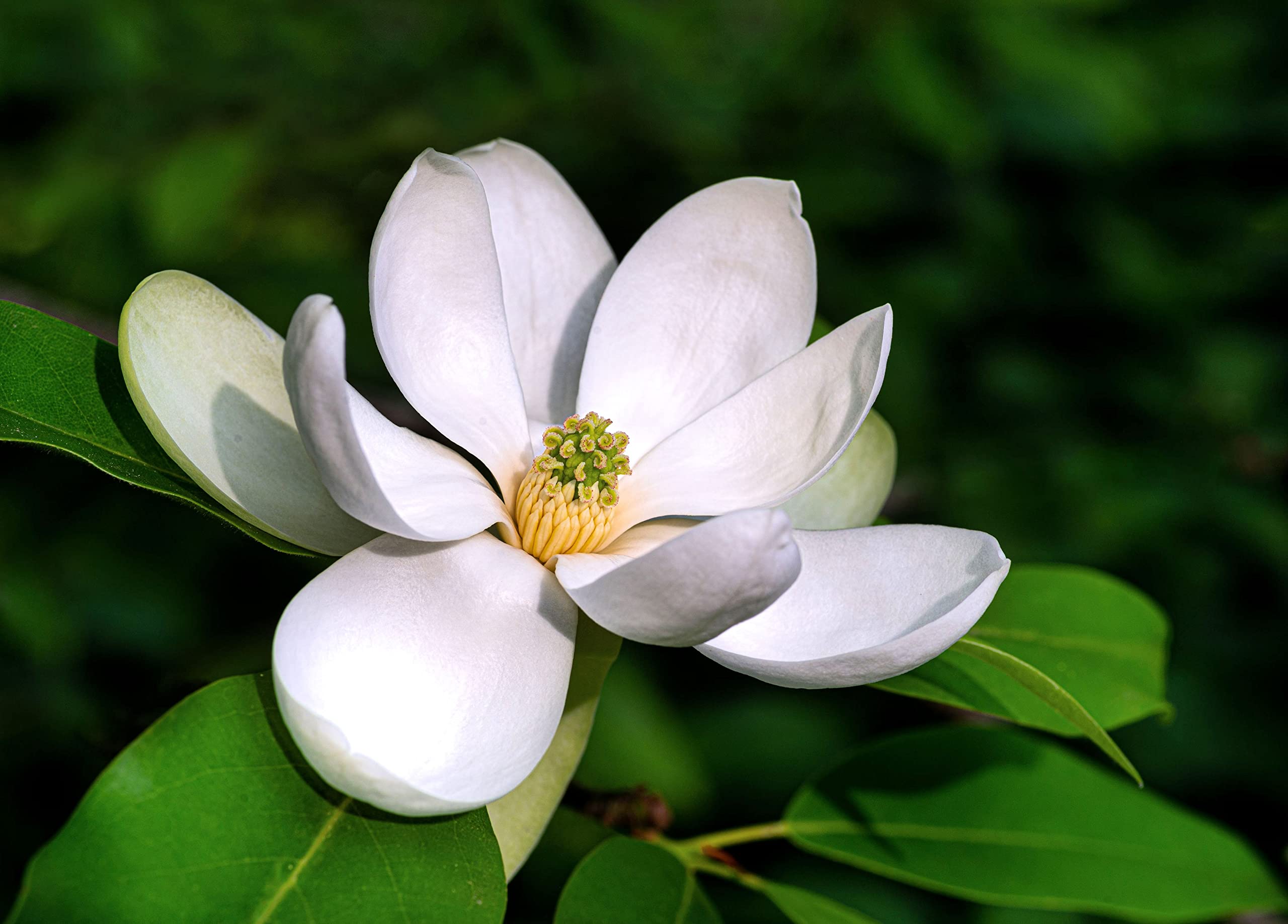 20 Sweetbay Magnolia Tree Seeds for Planting - Magnolia virginiana Northern