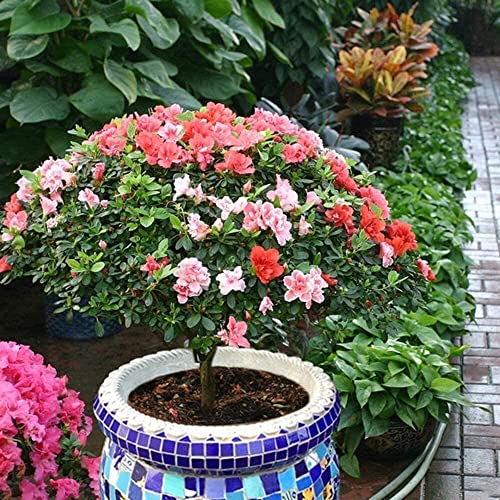 UimimiU European Retro Hand-Painted Large Flower Pot Outdoor Mediterranean Classical Large Plant Pot Green Plant Garden Villa Floor Ceramic Mosaic Bonsai Garden Decor Bonsai Planter