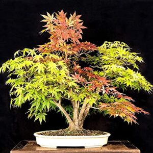 Bonsai Tree Seeds, Trident Maple | 20+ Seeds | Highly Prized for Bonsai, (Acer buergerianum) 20+Seeds