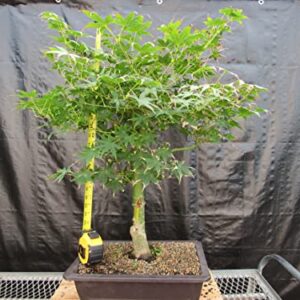 51 Year Old Golden Prosperity Japanese Maple Specimen Bonsai Tree