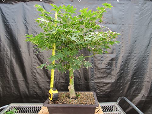 51 Year Old Golden Prosperity Japanese Maple Specimen Bonsai Tree