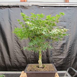 51 Year Old Golden Prosperity Japanese Maple Specimen Bonsai Tree