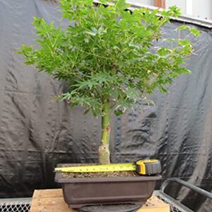 51 Year Old Golden Prosperity Japanese Maple Specimen Bonsai Tree