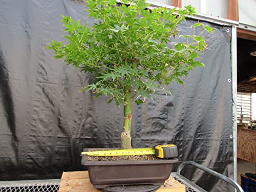 51 Year Old Golden Prosperity Japanese Maple Specimen Bonsai Tree