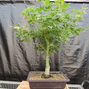 51 Year Old Golden Prosperity Japanese Maple Specimen Bonsai Tree