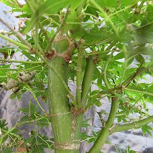 51 Year Old Golden Prosperity Japanese Maple Specimen Bonsai Tree