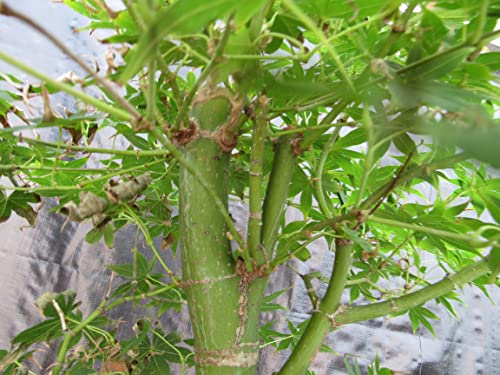51 Year Old Golden Prosperity Japanese Maple Specimen Bonsai Tree